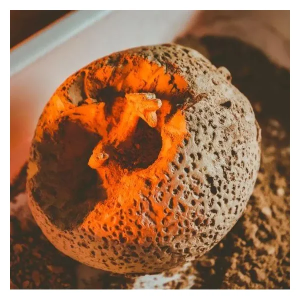 Lisciani - Crazy Science - Smoki i dinozaury (89390) - zdjęcie 2