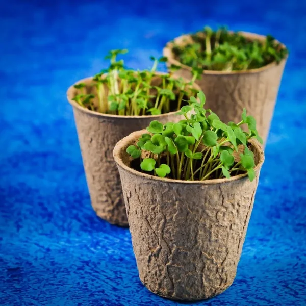 Lisciani - Mały geniusz - Nauka w domu botanika (554453) - zdjęcie 3