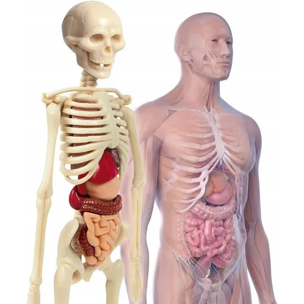 Clementoni - Naukowa zabawa Ciało ludzkie mini (271246) - zdjęcie 2