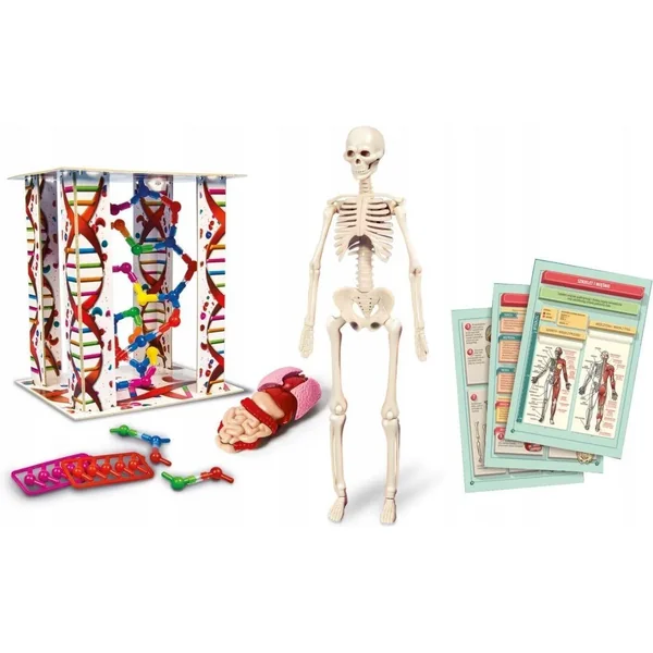 Clementoni - Naukowa zabawa Ciało ludzkie mini (271246) - zdjęcie 3